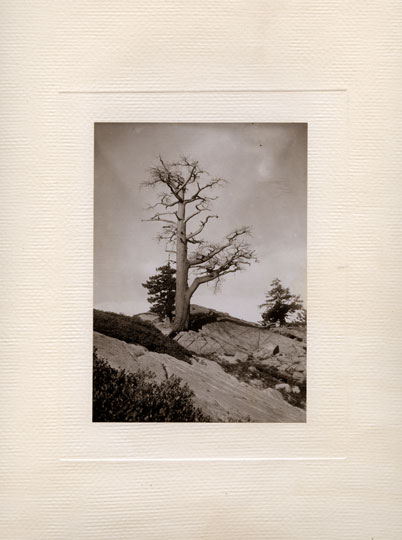 (image for) High Sierra Tree-scape by Archibald Treat, c. 1900 - Click Image to Close