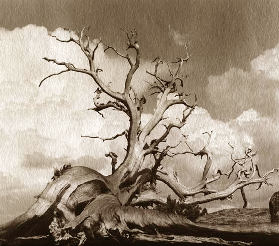 (image for) Gnarled Tree on Charcoal Black Paper