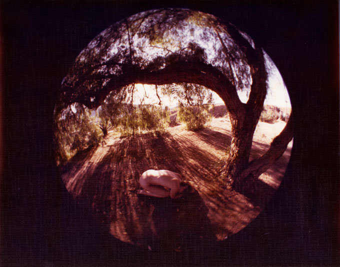 Fish Eye Nude in the Arch of an Oak (image for) Fish Eye Nude in the Arch of an Oak